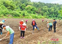 （乡村行·看振兴）广东柏埔镇：木薯铺就乡村致富路